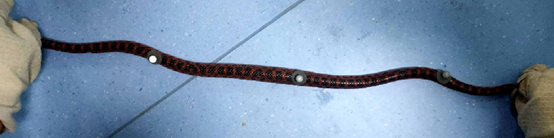 Red snake with reflective markers attached