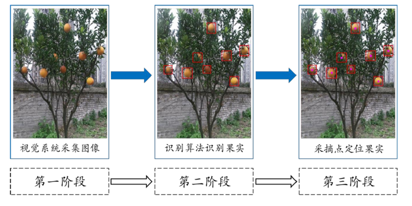 the operation process of intelligent picking robot