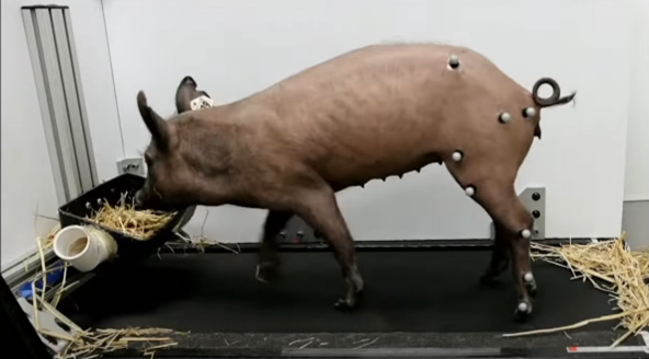 植入脑机接口的实验猪被贴上运动捕捉系统的反光球